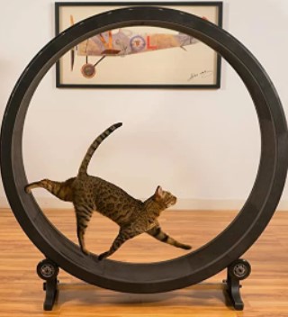 katten loop wiel